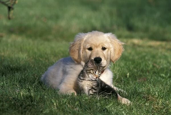 Golden  Retriever  Labrador Baby &  CAT    Postcard  ***     Postkarte # 5