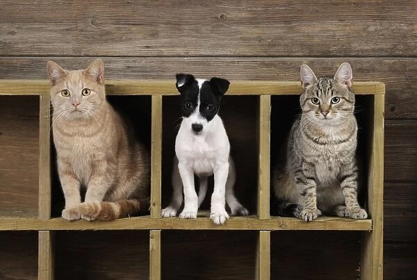 DOG & CAT. Jack russell terrier puppy standing in wooden box in between two cats sitting in wooden box