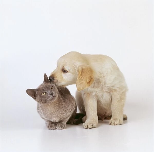Dog & Cat JD 11658 Puppy licking Kitten © John Daniels  /  ARDEA LONDON