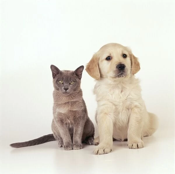Dog & Cat JD 12711E Puppy & Kitten © John Daniels  /  ARDEA LONDON