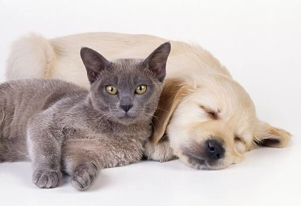 Dog & Cat JD 1587 Puppy & Kitten lying next to each other © John Daniels  /  ardea. com