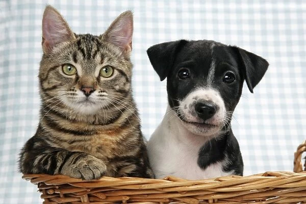 Dog and Cat - Kitten and puppy in basket