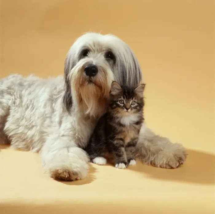 Framed Print : Dog & Cat Kitten sitting between dog's legs Framed Print : Dog & Cat Kitten sitting between dog's legs