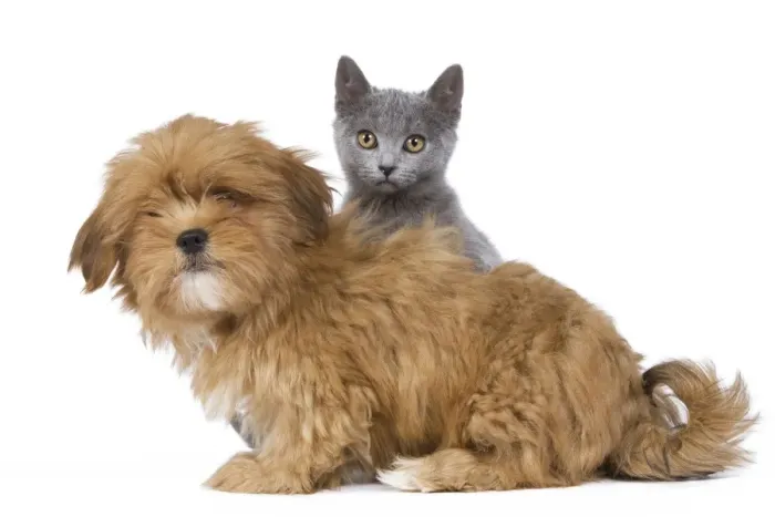 Framed Print : Dog and Cat - Lhasa Apso puppy and Chartreux kitten Framed Print : Dog and Cat - Lhasa Apso puppy and Chartreux kitten