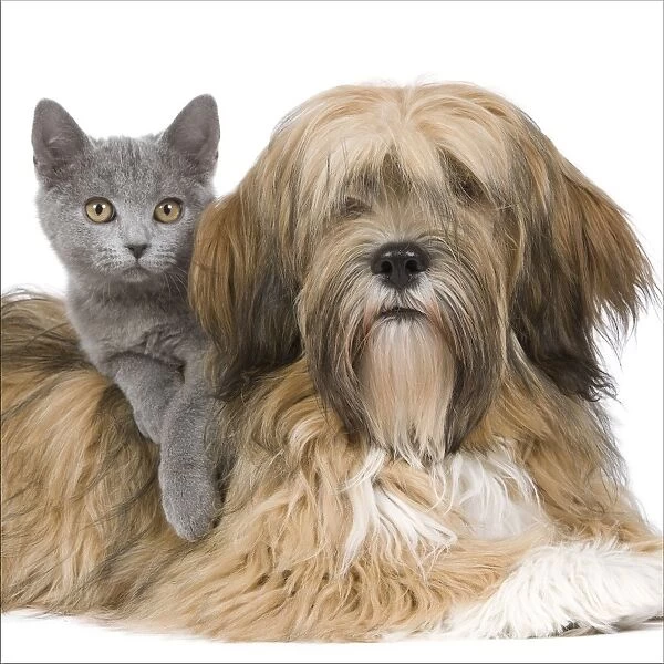 Dog & Cat - Lhasa Apso in studio with Chartreux kitten