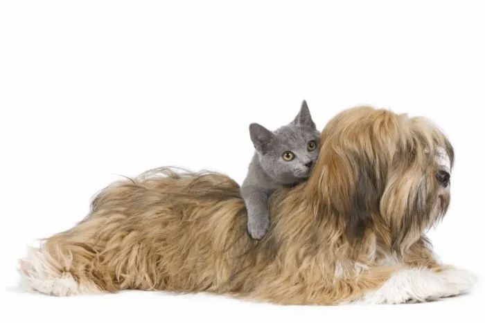 Framed Print : Dog & Cat - Lhassa Apso puppy with Chartreux Kitten in studio Framed Print : Dog & Cat - Lhassa Apso puppy with Chartreux Kitten in studio