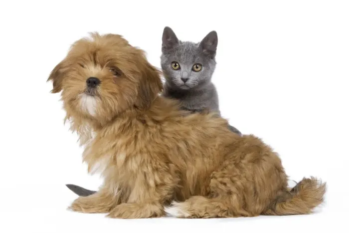Framed Print : Dog & Cat - Lhassa Apso puppy with Chartreux Kitten in studio Framed Print : Dog & Cat - Lhassa Apso puppy with Chartreux Kitten in studio