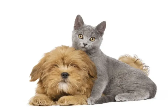 Framed Print : Dog & Cat - Lhassa Apso puppy with Chartreux Kitten in studio Framed Print : Dog & Cat - Lhassa Apso puppy with Chartreux Kitten in studio