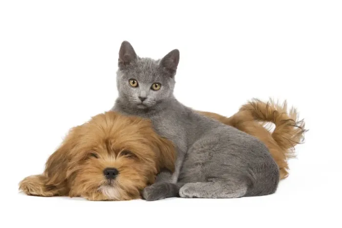 Framed Print : Dog & Cat - Lhassa Apso puppy with Chartreux Kitten in studio