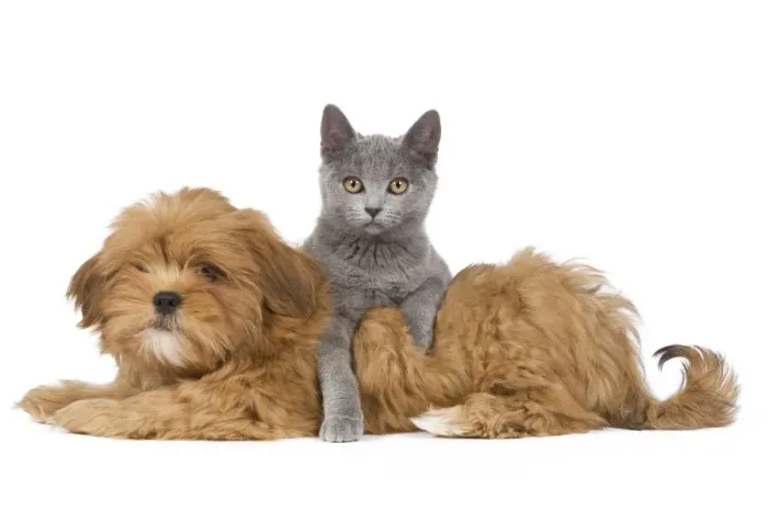 Framed Print : Dog & Cat - Lhassa Apso puppy with Chartreux Kitten in studio