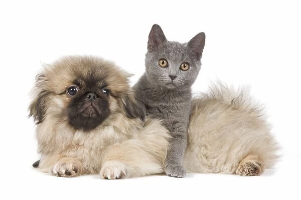 Dog & Cat - Pekingese puppy in studio with Chartreux kitten