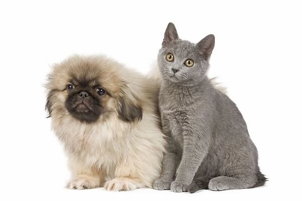Dog & Cat - Pekingese puppy in studio with Chartreux kitten