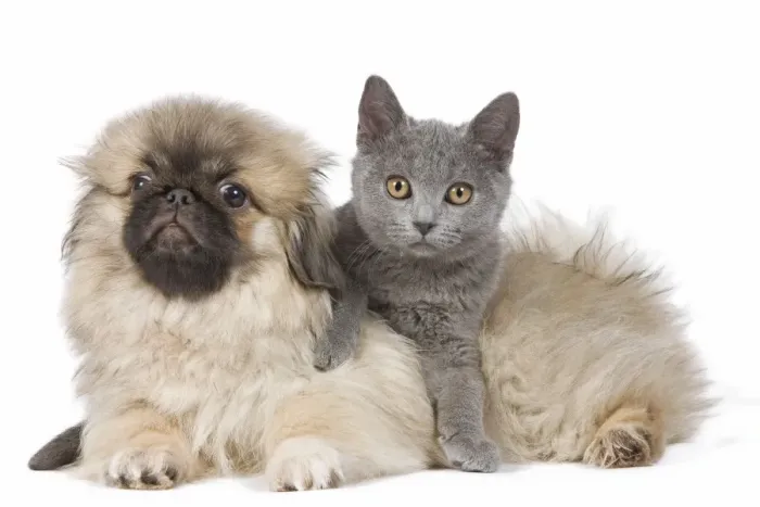 Framed Print : Dog & Cat - Pekingese puppy in studio with Chartreux kitten Framed Print : Dog & Cat - Pekingese puppy in studio with Chartreux kitten