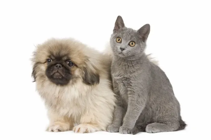 Framed Print : Dog & Cat - Pekingese puppy in studio with Chartreux kitten Framed Print : Dog & Cat - Pekingese puppy in studio with Chartreux kitten