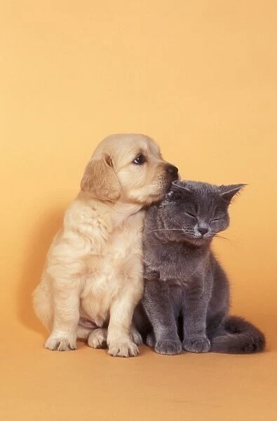 Dog & Cat - Puppy & Kitten