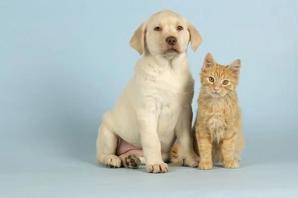 Dog and Cat - Puppy & Kitten sitting down together