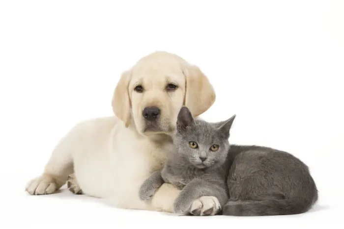 Framed Print : Dog and Cat - Yellow Labrador puppy with Chartreux kitten Framed Print : Dog and Cat - Yellow Labrador puppy with Chartreux kitten