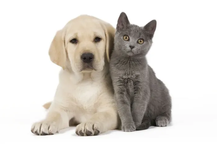 Framed Print : Dog and Cat - Yellow Labrador puppy with Chartreux kitten Framed Print : Dog and Cat - Yellow Labrador puppy with Chartreux kitten