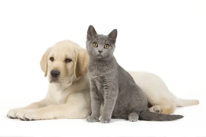 Framed Print : Dog and Cat - Yellow Labrador puppy with Chartreux kitten Framed Print : Dog and Cat - Yellow Labrador puppy with Chartreux kitten