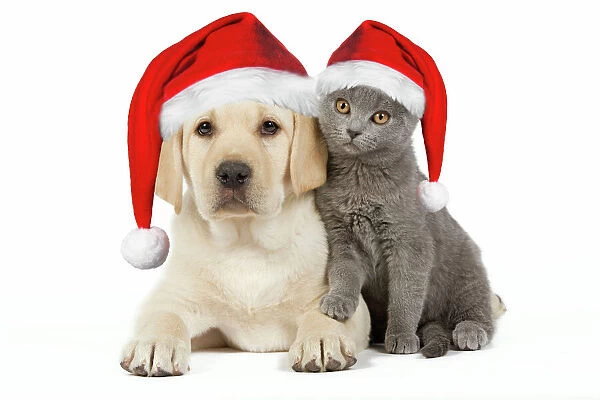 Dog and Cat - Yellow Labrador puppy with Chartreux kitten both wearing Christmas hats Digital Manipulation: Hats (Su)