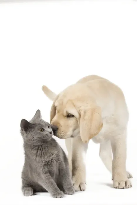 Framed Print : Dog and Cat - Yellow Labrador puppy with Chartreux kitten Framed Print : Dog and Cat - Yellow Labrador puppy with Chartreux kitten