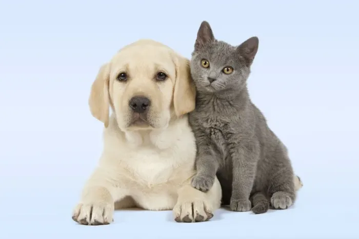 Framed Print : Dog and Cat - Yellow Labrador puppy with Chartreux kitten Manipulated image - background colour changed Framed Print : Dog and Cat - Yellow Labrador puppy with Chartreux kitten Manipulated image - background colour changed