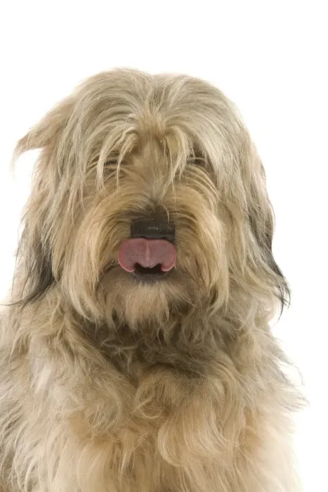 Framed Print : Dog - Catalan Sheepdog in studio Framed Print : Dog - Catalan Sheepdog in studio