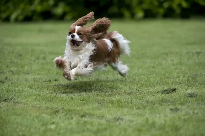 Framed Print : DOG - Cavalier King Charles running in garden Framed Print : DOG - Cavalier King Charles running in garden