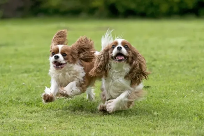 Framed Print : DOG - Cavalier King Charles running in garden Framed Print : DOG - Cavalier King Charles running in garden
