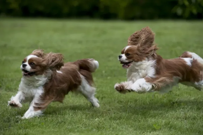 Framed Print : DOG - Cavalier King Charles running in garden Framed Print : DOG - Cavalier King Charles running in garden