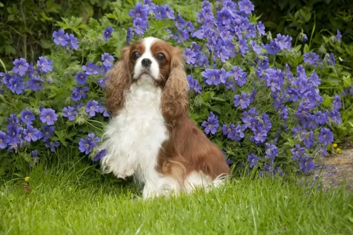 Framed Print : DOG - Cavalier king charles sitting in garden Framed Print : DOG - Cavalier king charles sitting in garden