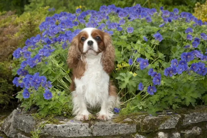 Framed Print : DOG - Cavalier king charles sitting in garden Framed Print : DOG - Cavalier king charles sitting in garden