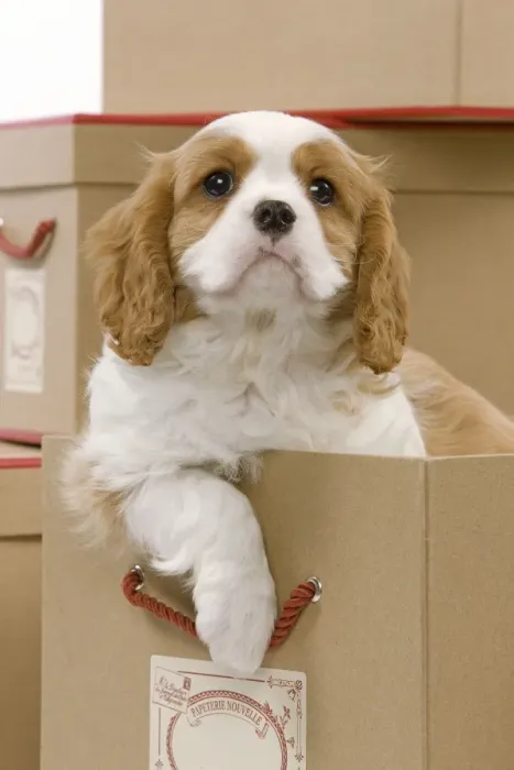 Framed Print : Dog - Cavalier King Charles Spaniel - in a box in studio Framed Print : Dog - Cavalier King Charles Spaniel - in a box in studio