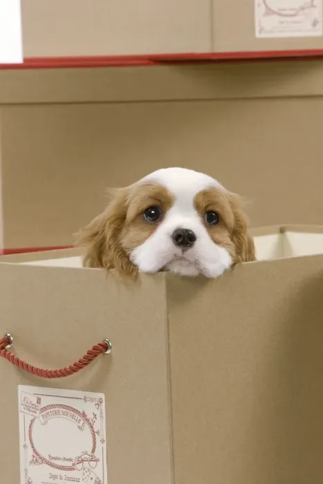Framed Print : Dog - Cavalier King Charles Spaniel - in a box in studio Framed Print : Dog - Cavalier King Charles Spaniel - in a box in studio