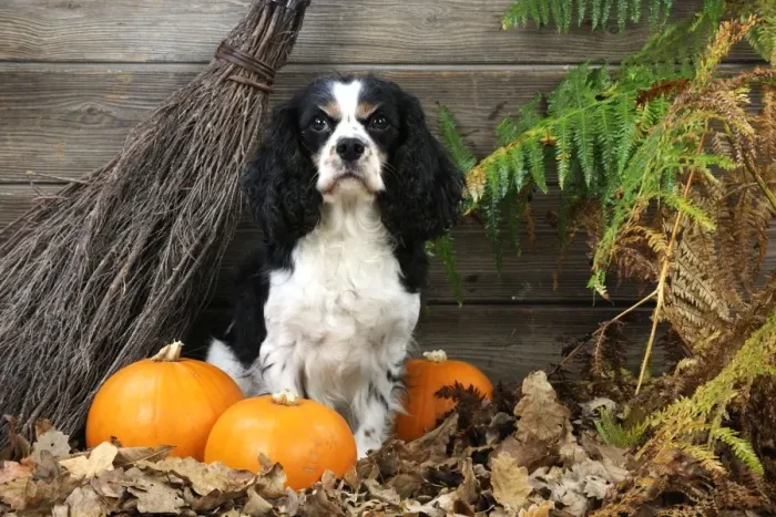 Framed Print : DOG. Cavalier king charles spaniel with broom and pumpkins Framed Print : DOG. Cavalier king charles spaniel with broom and pumpkins
