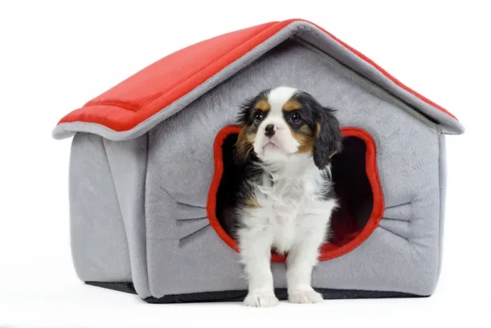 Framed Print : Dog - Cavalier King Charles Spaniel - in dog bed house Framed Print : Dog - Cavalier King Charles Spaniel - in dog bed house