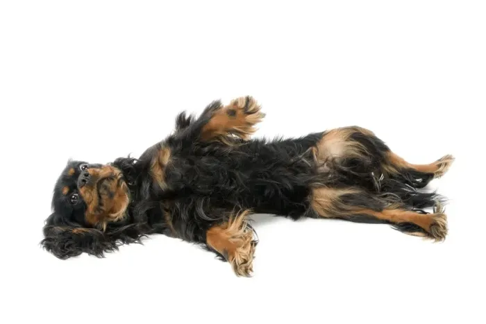Framed Print : Dog - Cavalier King Charles Spaniel - lying on back in studio Framed Print : Dog - Cavalier King Charles Spaniel - lying on back in studio