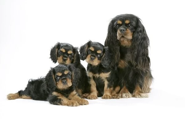 Dog - Cavalier King Charles Spaniel mother & puppies 6 / 7 weeks old