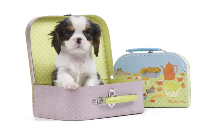 Framed Print : Dog - Cavalier King Charles Spaniel - in pink suitcase Framed Print : Dog - Cavalier King Charles Spaniel - in pink suitcase