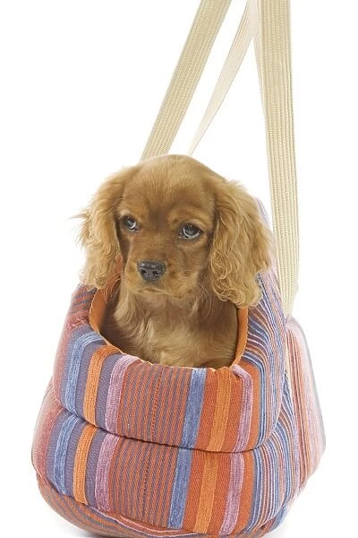 Dog - Cavalier King Charles Spaniel - puppies in dog carrier