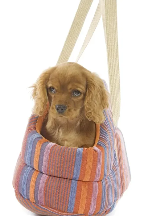 Framed Print : Dog - Cavalier King Charles Spaniel - puppies in dog carrier Framed Print : Dog - Cavalier King Charles Spaniel - puppies in dog carrier