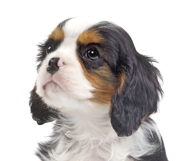 Dog - Cavalier King Charles Spaniel - puppy in studio