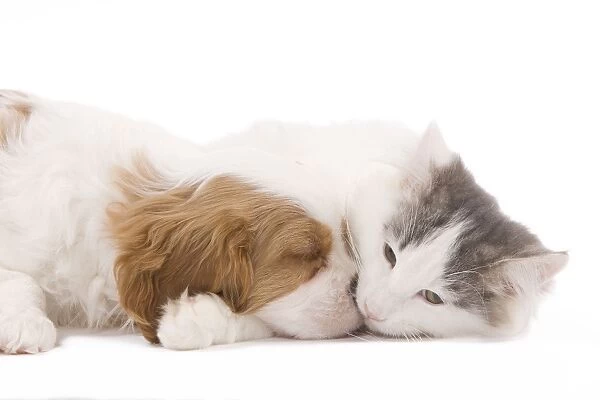 Dog - Cavalier King Charles Spaniel puppy sleeping in studio with kitten