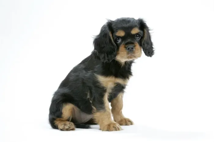 Framed Print : Dog - Cavalier King Charles Spaniel puppy 6 / 7 weeks old Framed Print : Dog - Cavalier King Charles Spaniel puppy 6 / 7 weeks old