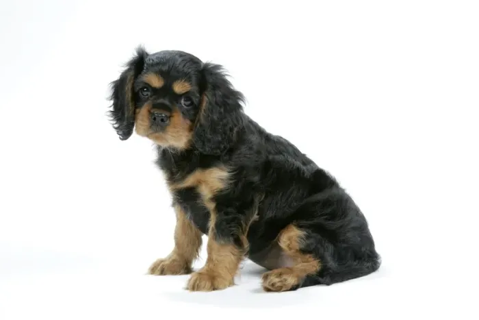Framed Print : Dog - Cavalier King Charles Spaniel puppy 6 / 7 weeks old Framed Print : Dog - Cavalier King Charles Spaniel puppy 6 / 7 weeks old