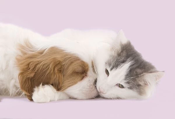 Dog - Cavalier King Charles Spaniel puppy sleeping in studio with kitten Digital Maipulation: pink background
