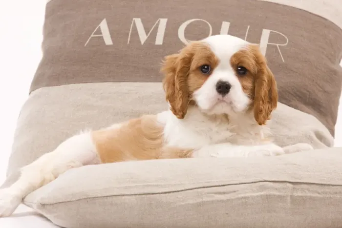 Framed Print : Dog - Cavalier King Charles Spaniel puppy lying on cushions Framed Print : Dog - Cavalier King Charles Spaniel puppy lying on cushions