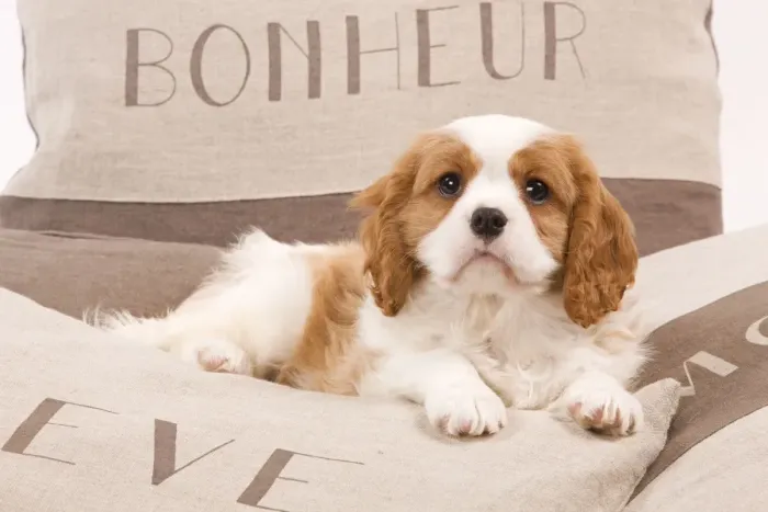 Framed Print : Dog - Cavalier King Charles Spaniel puppy lying on cushions Framed Print : Dog - Cavalier King Charles Spaniel puppy lying on cushions