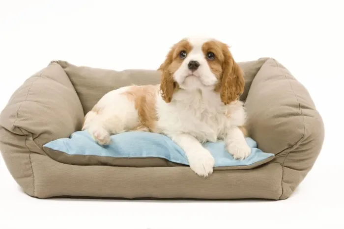 Framed Print : Dog - Cavalier King Charles Spaniel puppy lying on dog bed Framed Print : Dog - Cavalier King Charles Spaniel puppy lying on dog bed