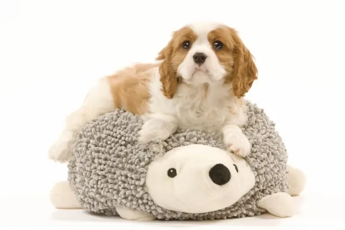 Framed Print : Dog - Cavalier King Charles Spaniel puppy lying ontop of animal shaped dog cushion Framed Print : Dog - Cavalier King Charles Spaniel puppy lying ontop of animal shaped dog cushion